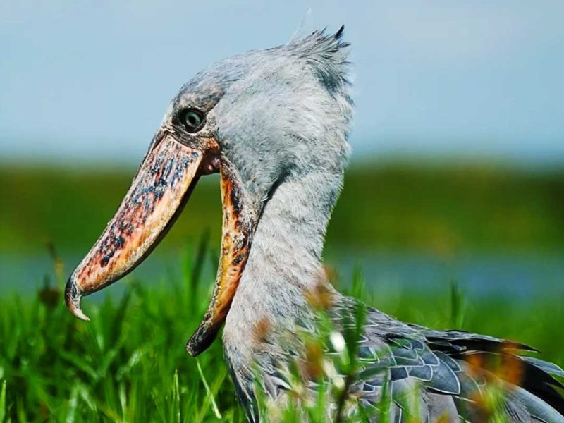 Shoebill Tracking in Mabamba 30 Days Birding Safaris in Uganda trip
