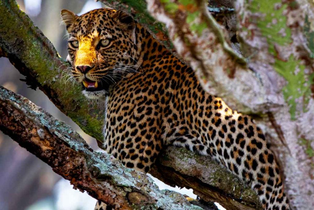 18-days-journey-through-africa