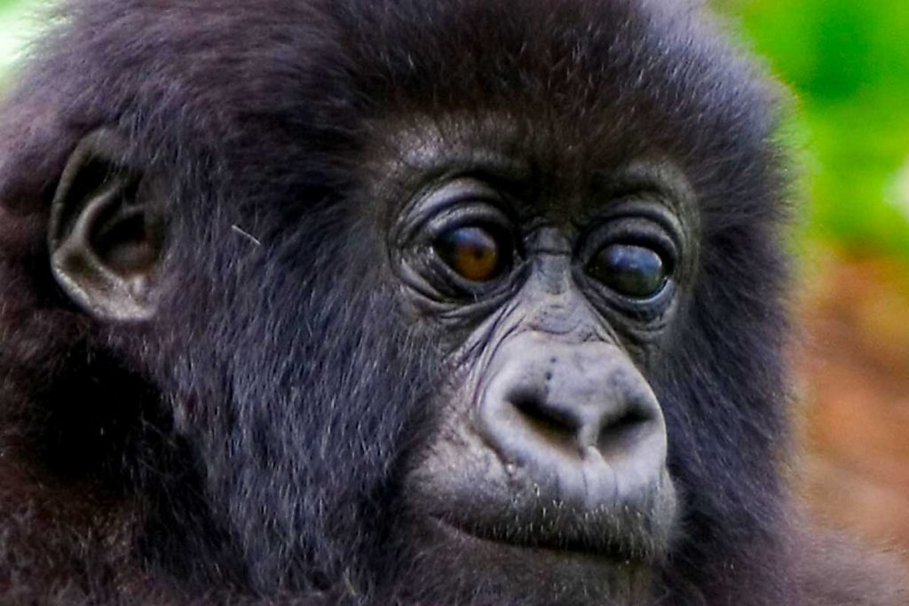 7 Days Rwanda Uganda Magical Experience