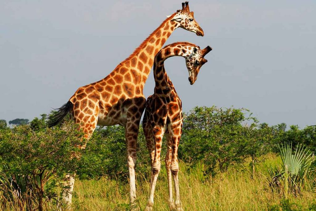 Uganda Wildlife Safari