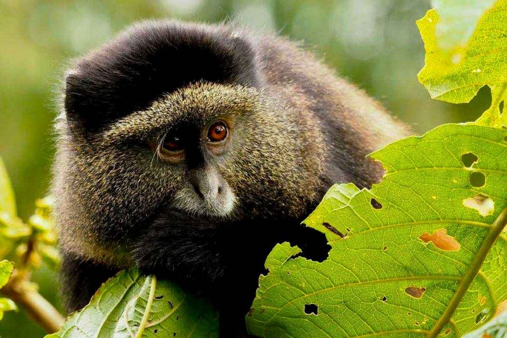 10 Days Best of Uganda Safari