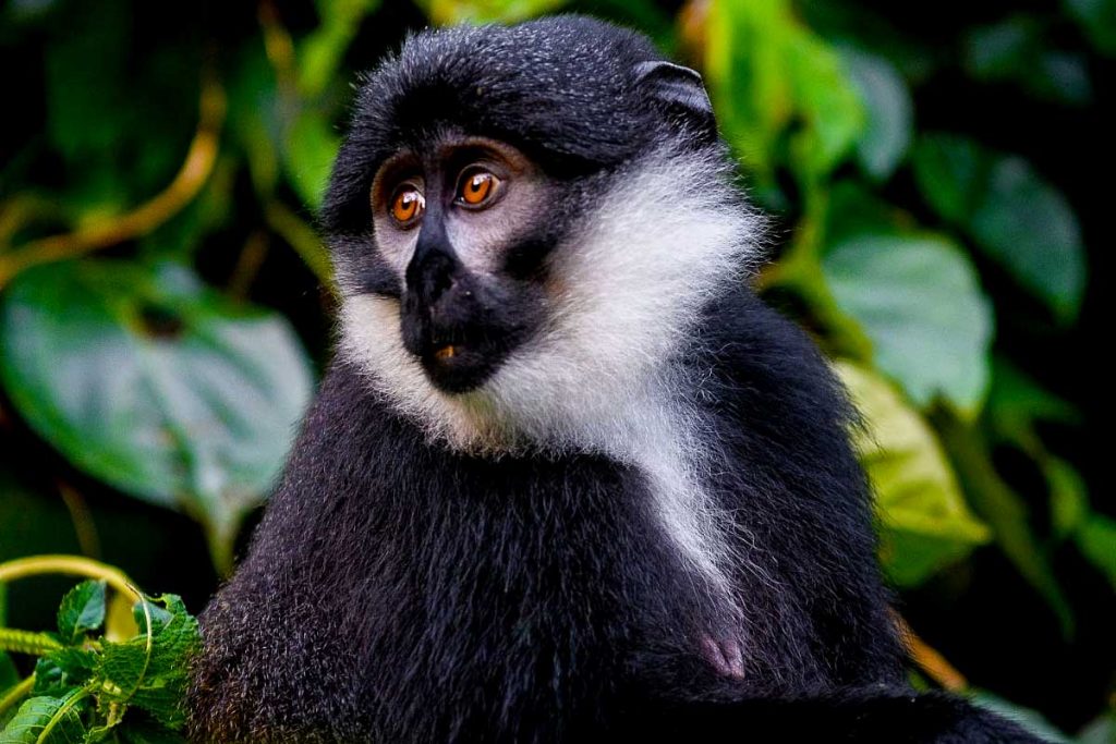 11 Days Across Rwanda Safari