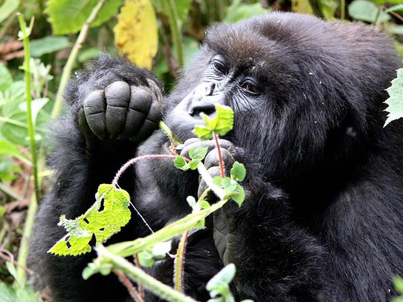 How Difficult is the Trek to See the Gorillas in Rwanda? How Difficult is the Trek to See the Gorillas in Rwanda?