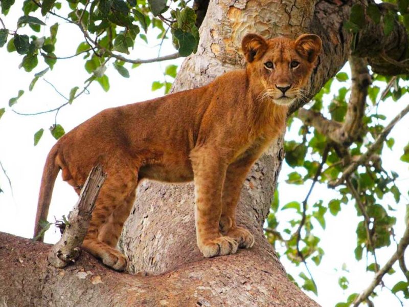 Queen Elizabeth National Park 10 Days Uganda Safari