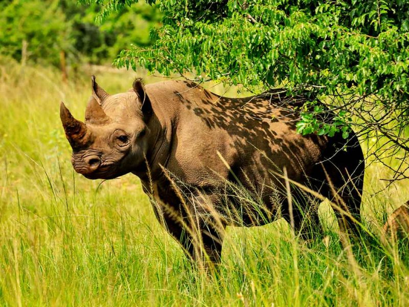 White Rhino Tracking in Uganda White Rhino Tracking in Uganda