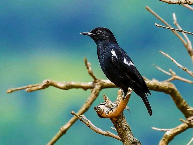 Bird Watching in Volcanoes 12 Days Uganda Birding Safari