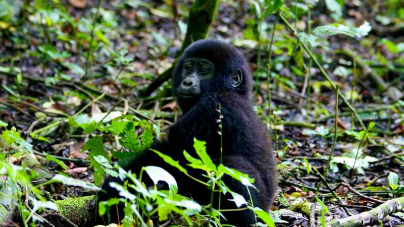 What Is the Cheapest Way to See Gorillas? What Is the Cheapest Way to See Gorillas?