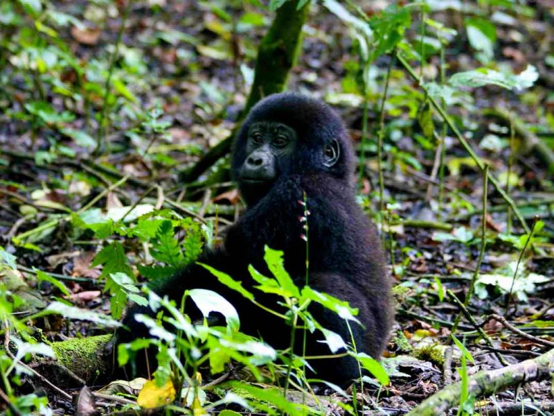 What Is the Cheapest Way to See Gorillas? What Is the Cheapest Way to See Gorillas?