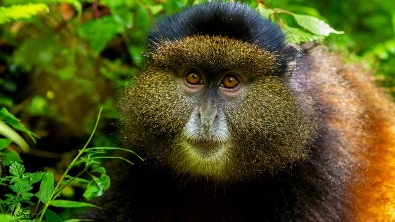 Golden Monkey Tracking in Africa Golden Monkeys Tracking in Africa