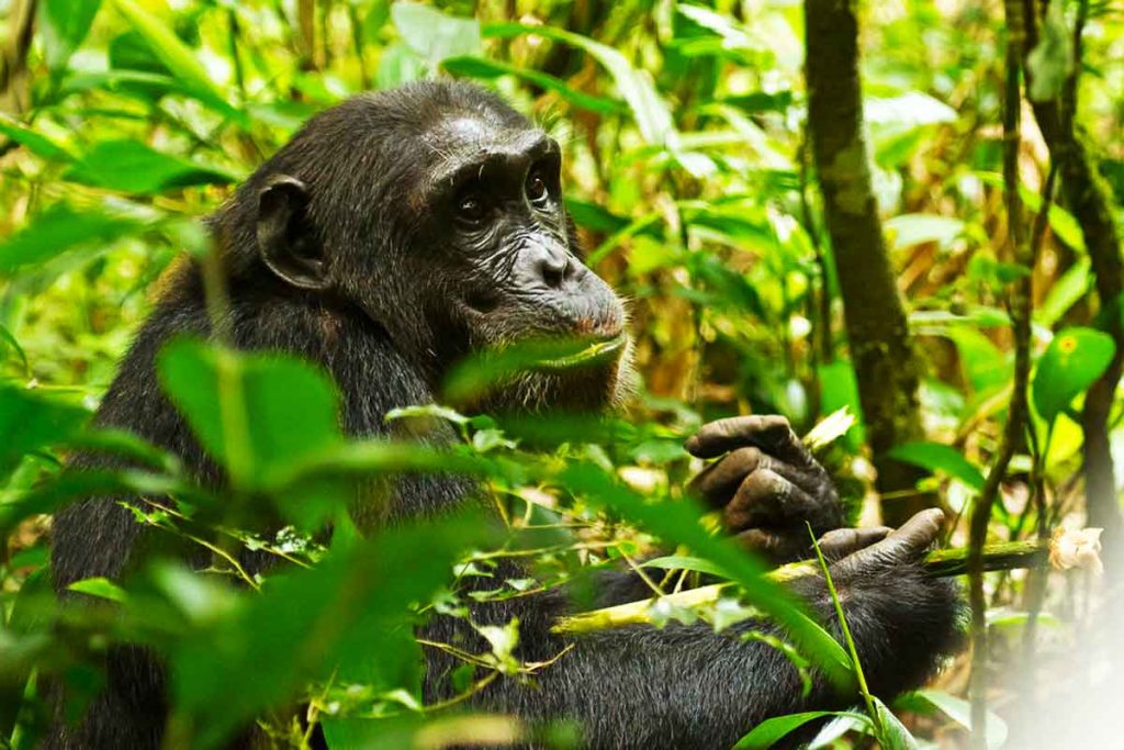Chimpanzee Tracking in Uganda