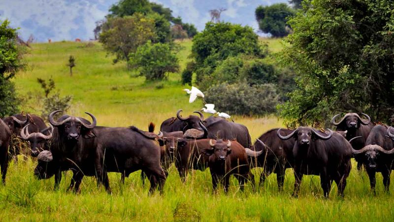 8-days-wildlife-gorilla-tour 8-days-wildlife-gorilla-tour