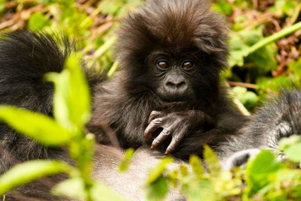 13 Days Uganda Safari