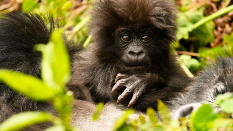 Bwindi Impenetrable Forest National Park Bwindi Impenetrable Forest National Park