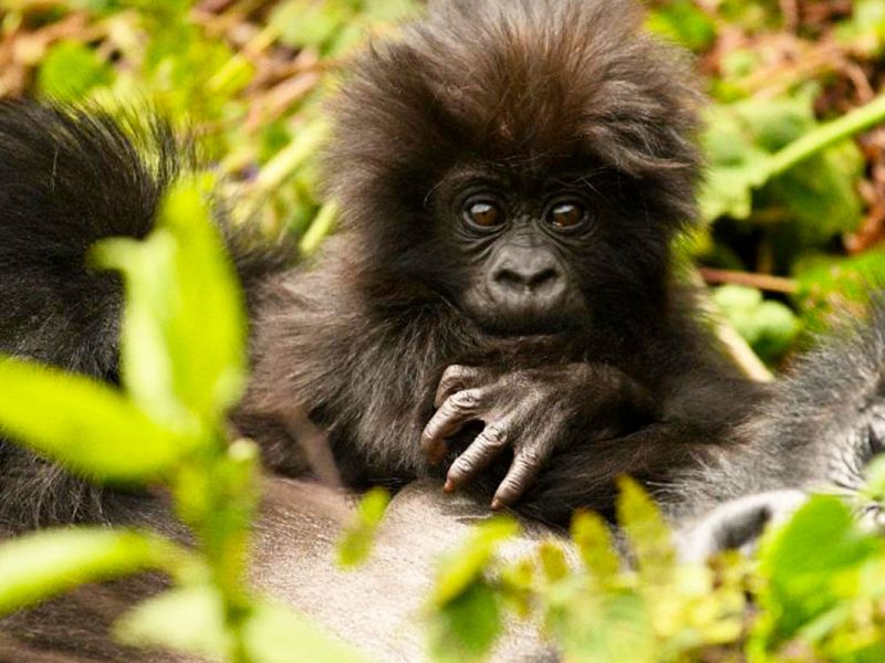 Bwindi Impenetrable Forest National Park Bwindi Impenetrable Forest National Park