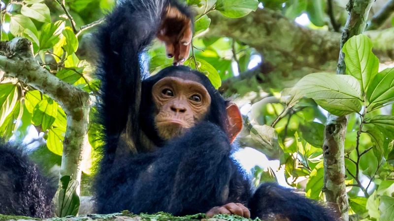 Kibale Forest National Park 12 Days Uganda Rwanda Safari