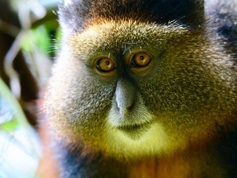 What are the Top Primate Species Found in Uganda and Rwanda? What are the Top Primate Species Found in Uganda and Rwanda?