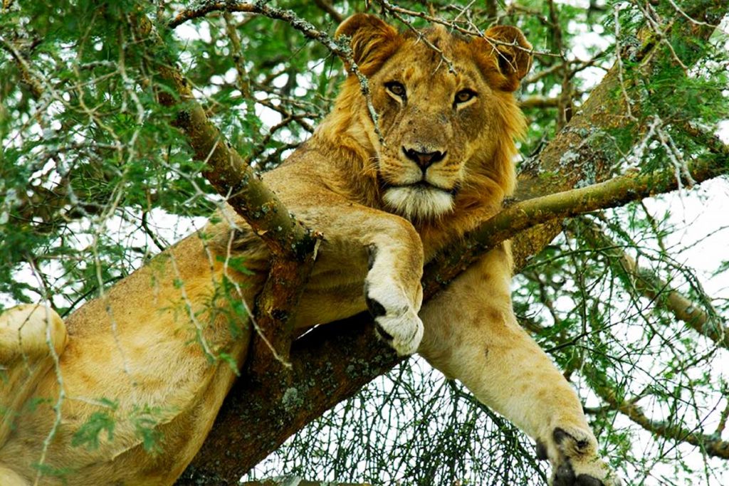 18 Days Journey Through Africa Trip