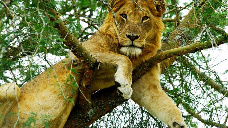 Queen Elizabeth National Park Tree Climbing Lions