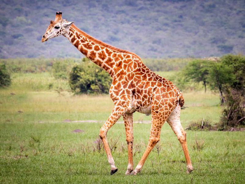 Akagera National Park 15 Days Rwanda Uganda Safari