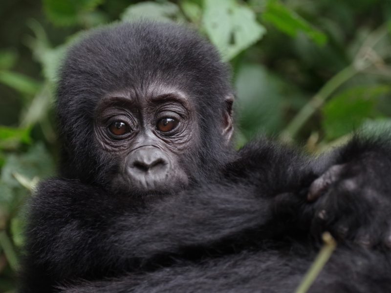5 Days Remarkable Rwanda Safari Rwanda Double Gorilla Trekking