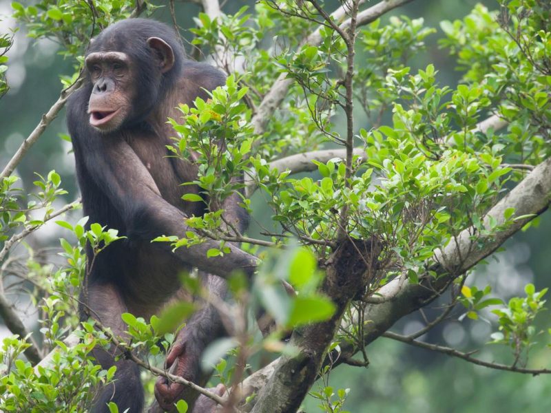 3 Days Nyungwe Forest Chimpanzee Tour Rwanda 2 Chimpanzee Tracking Rwanda