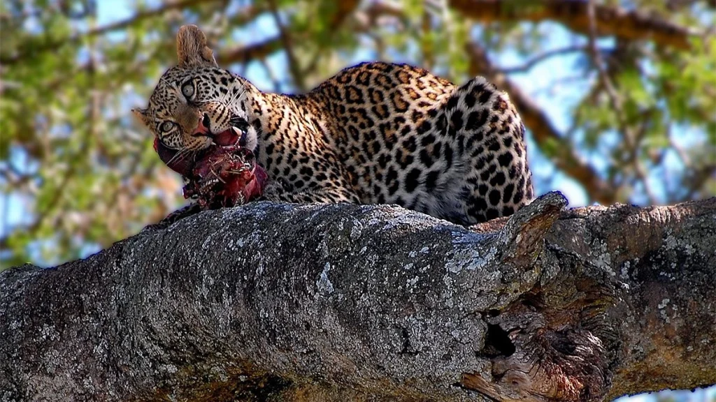 Amboseli National Park