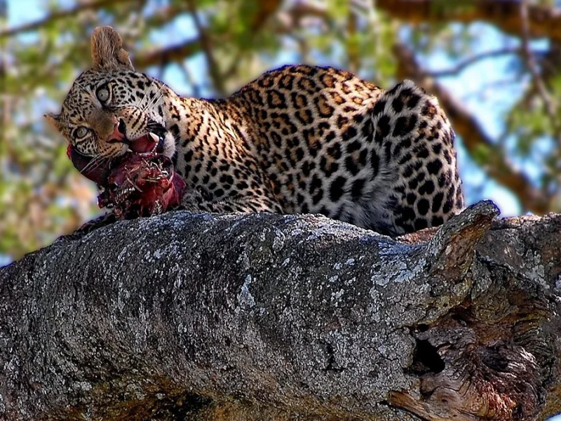 4 Days Tanzania Wildlife Tour 9 Amboseli National Park