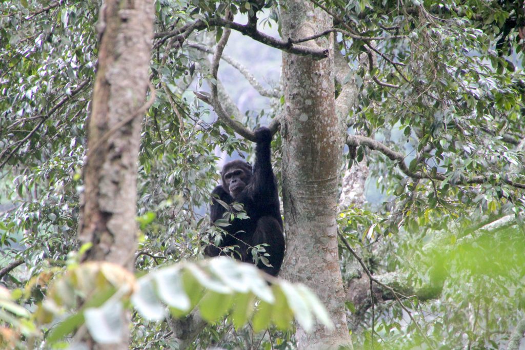 15 Days Remarkable Rwanda Safari