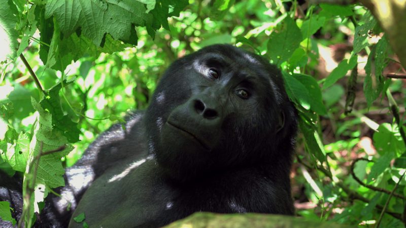 Bwindi Impenetrable National Park Bwindi Impenetrable National Park