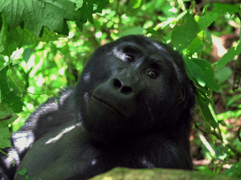 Bwindi Impenetrable National Park Bwindi Impenetrable National Park