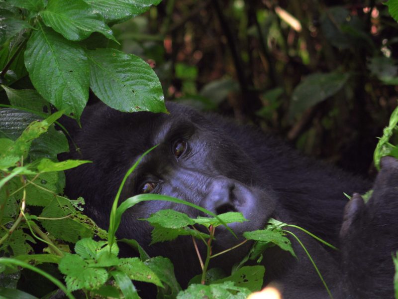 Bwindi Impenetrable National Park Bwindi Impenetrable National Park