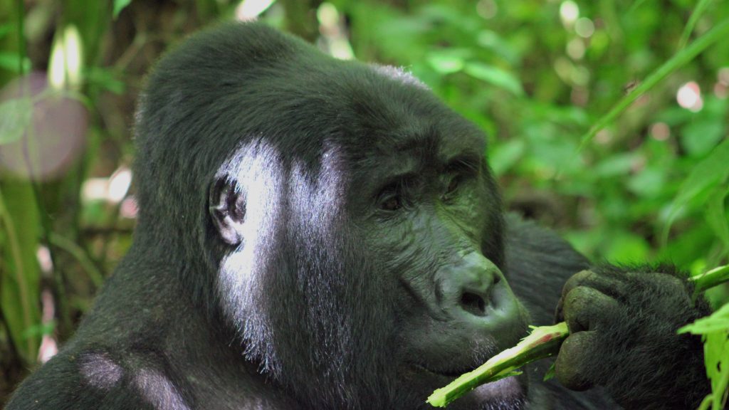2 Days Congo Gorilla Trek