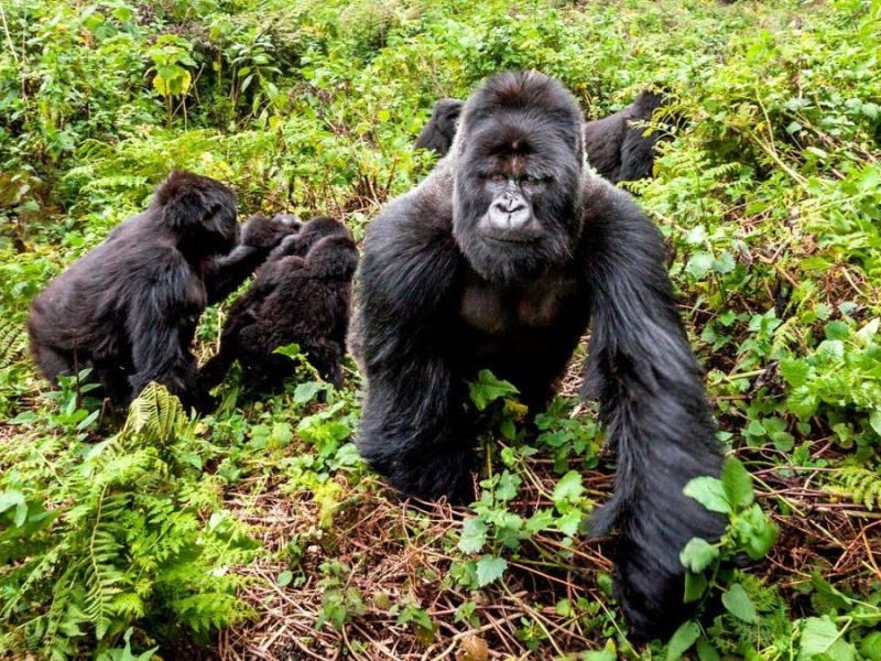 Bwindi Impenetrable National Park Bwindi Impenetrable National Park