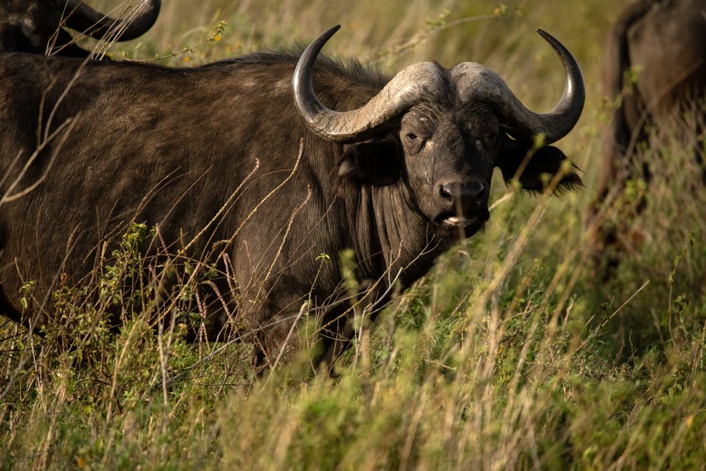 African Gorilla & Wildlife Safari