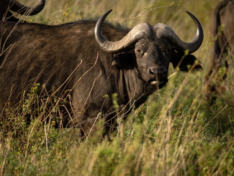 Uganda Wildlife Safari 7 Day Uganda Safari