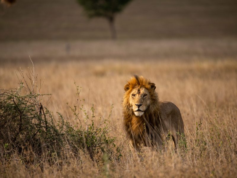 19 Days Across Uganda Safari 19 Days Across Uganda Safari