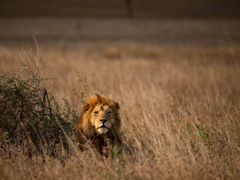 9 Days Kenya Uganda Safari 9 Days Kenya Uganda Safari