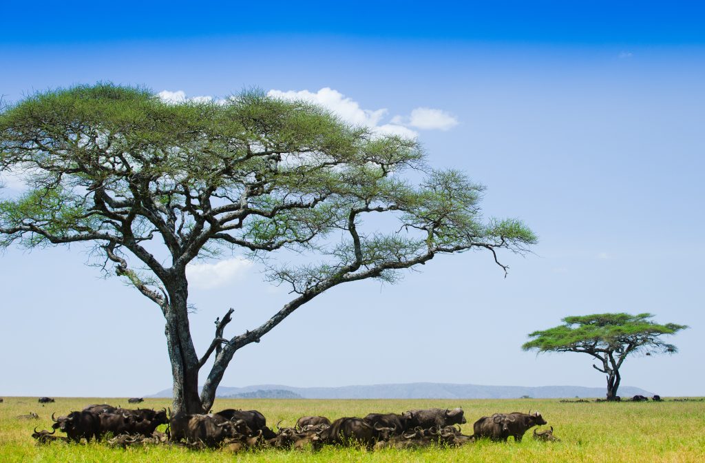 The Best Time to Visit Ngorongoro Crater?