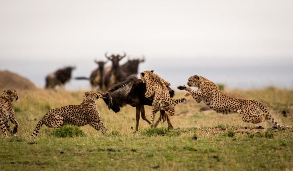 A Tanzania Safari and Wildlife Wonderland