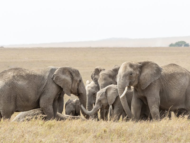 Experiencing the Ultimate East African Wildlife Adventure Experiencing the Ultimate East African Wildlife Adventure