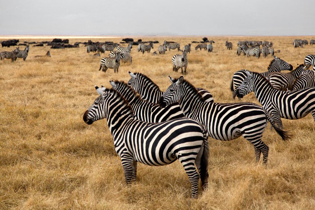 14 Days African Safari