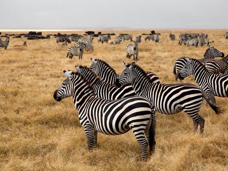 What to Pack for a Safari What to Pack for a Safari