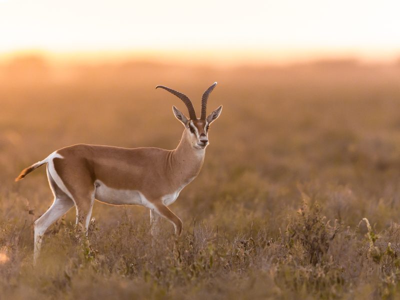 19 Days Across Uganda Safari 19 Days Across Uganda Safari