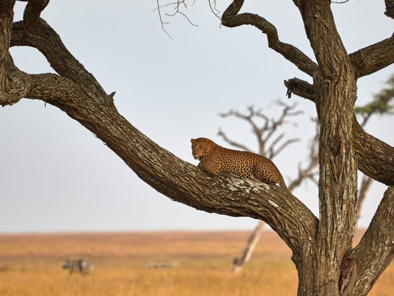 Kenya Uganda Rwanda Safari Kenya Uganda Rwanda Safari