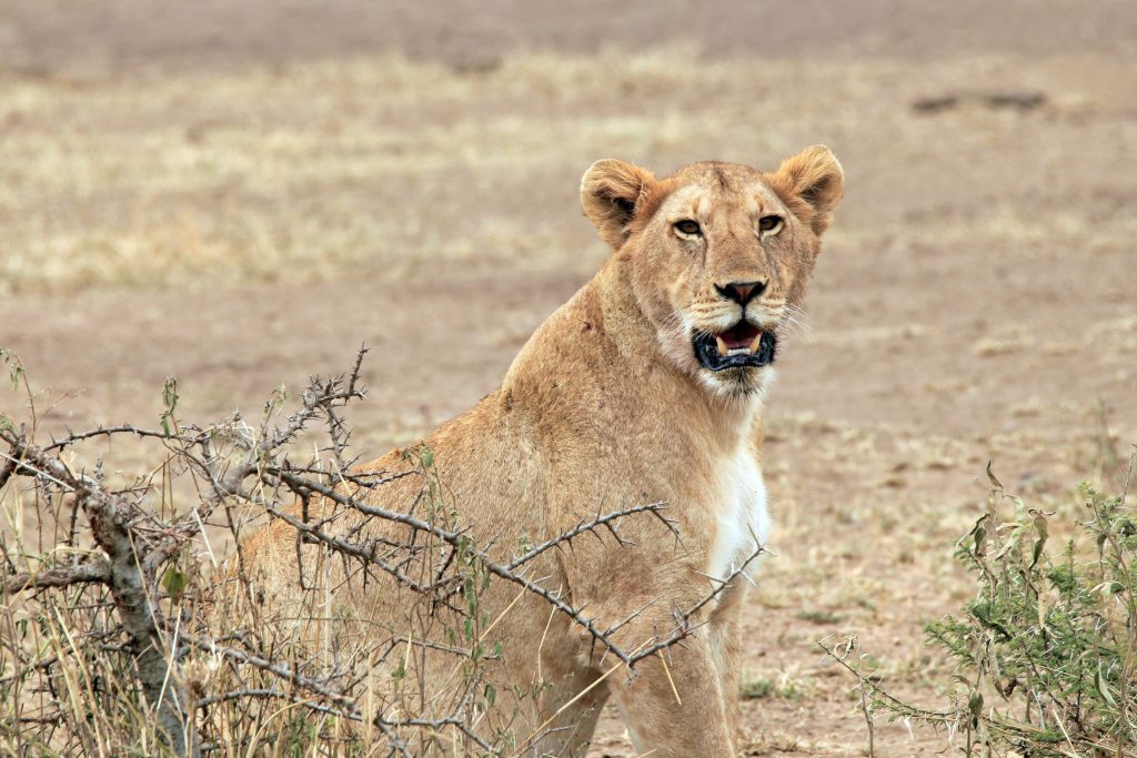 8 Days Rwanda Uganda Safari