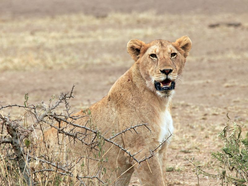 Is it possible to combine Serengeti and Gorilla Trekking in Uganda? Is it possible to combine Serengeti and Gorilla Trekking in Uganda?