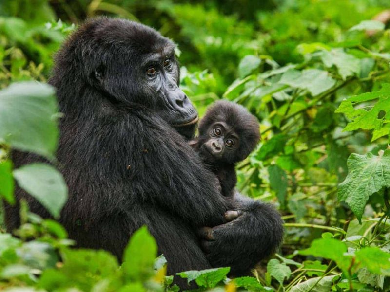 Are You Guaranteed to See Gorillas in Rwanda? Are You Guaranteed to See Gorillas in Rwanda?