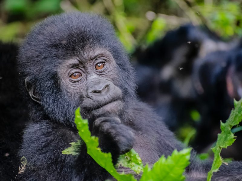 gorilla trekking in Uganda 7 Day Uganda Exclusive Gorilla Trekking Safari