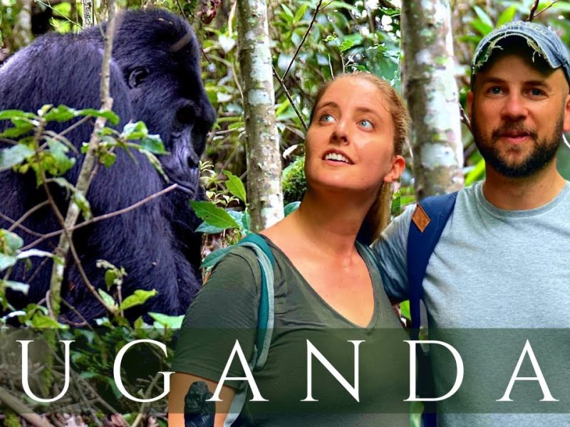 Gorillas and Chimps Trekking Safari Gorillas and Chimps Trekking Safari