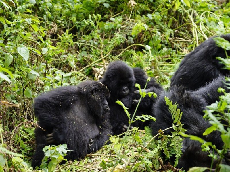 How Many Gorilla Families Are There in Rwanda? How Many Gorilla Families Are There in Rwanda?